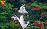 Ngắm đảo cò Hưng Yên mùa phượng vỹ